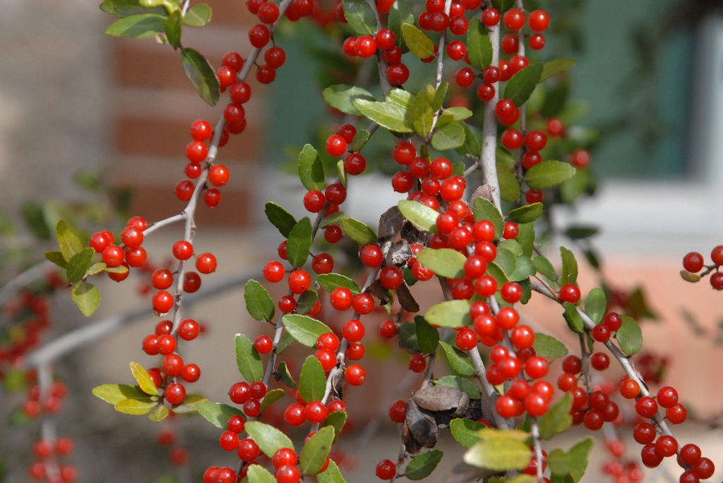Ilex vomitoria f. Pendula