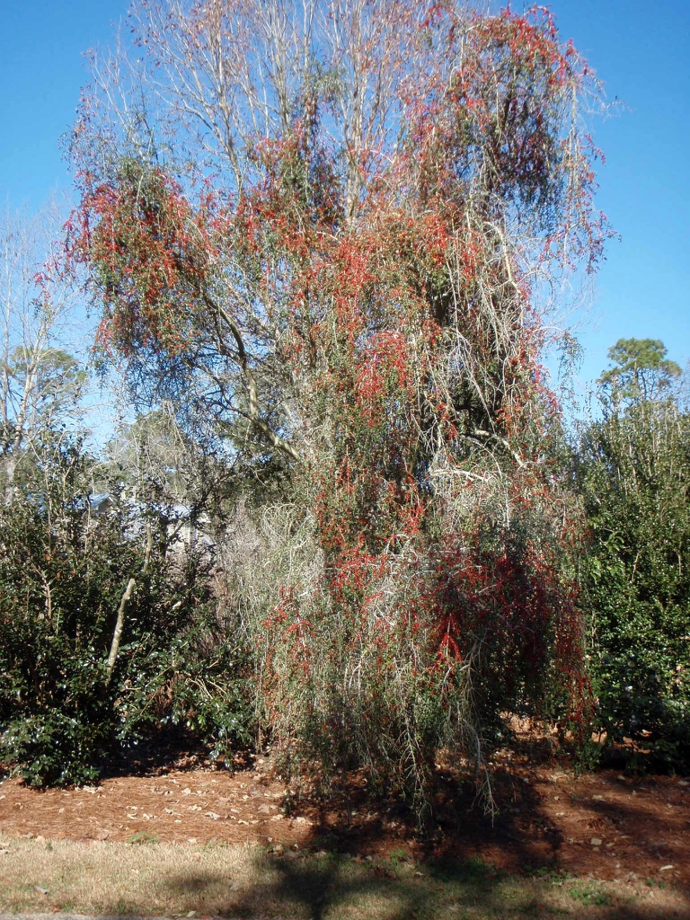 Ilex vomitoria f. Pendula