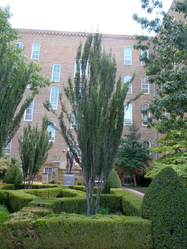 Ilex vomitoria 'Will Fleming'