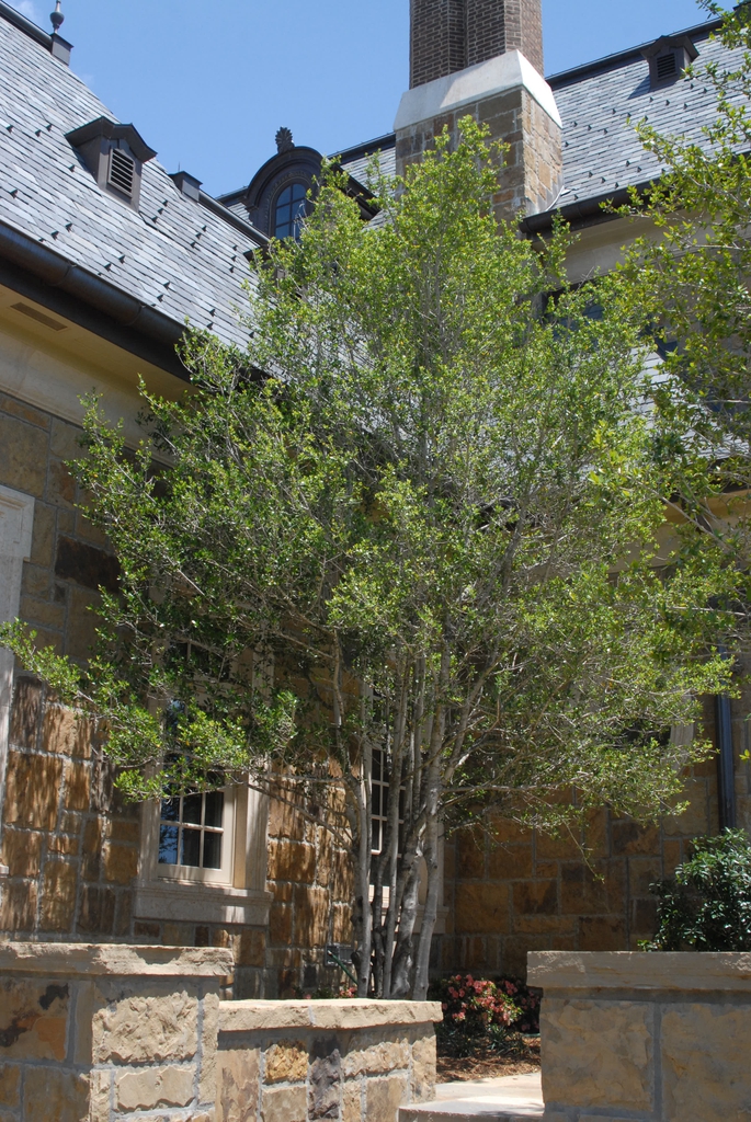 Ilex vomitoria