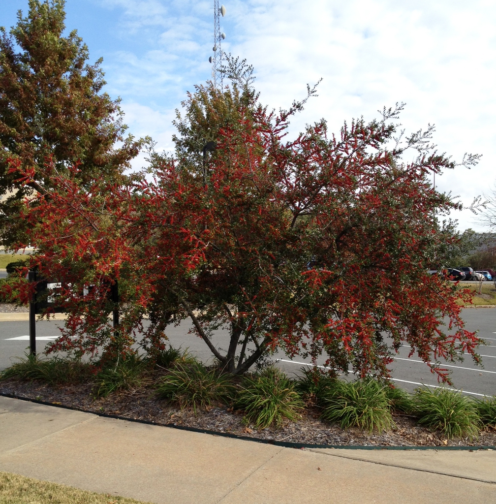 Ilex vomitoria