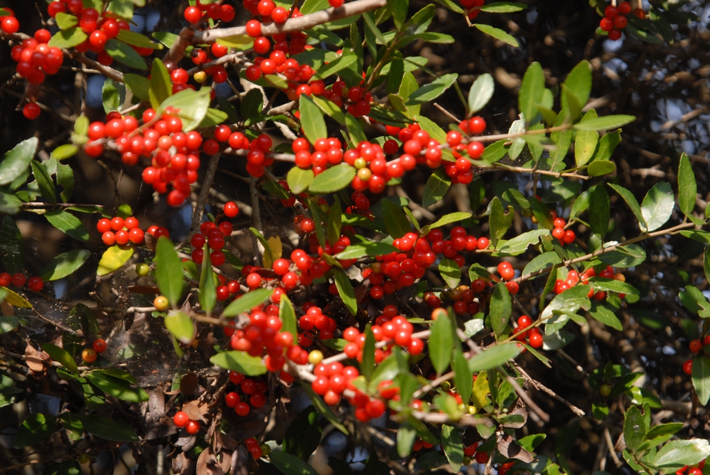 Ilex vomitoria