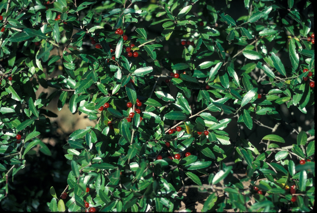 Ilex vomitoria Fruit and Leaf