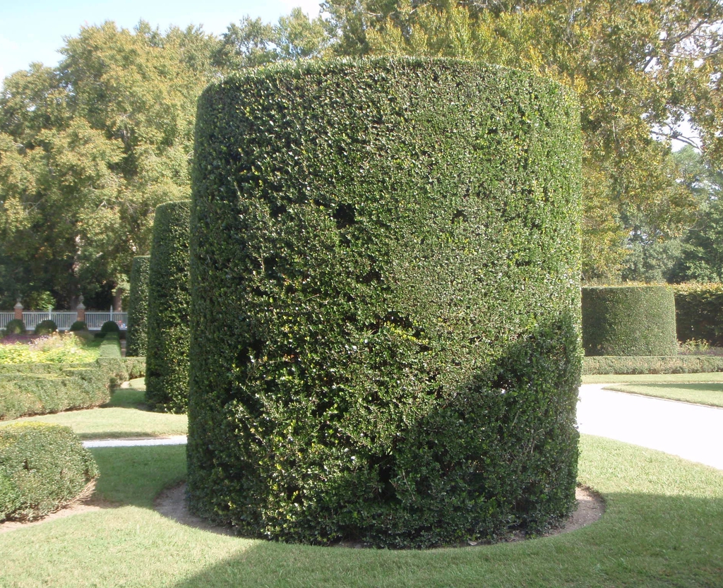 Hedge