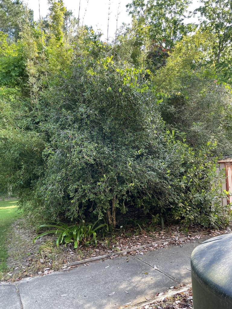 Ilex x 'Carolina Sentinel'
