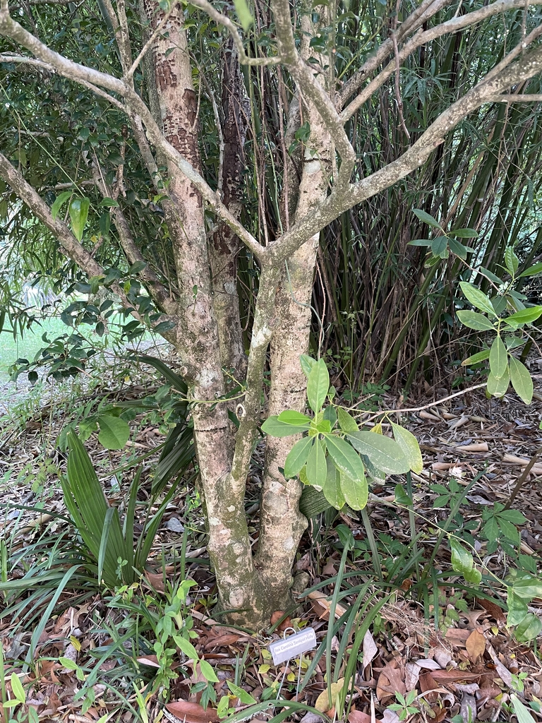 Ilex x 'Carolina Sentinel'