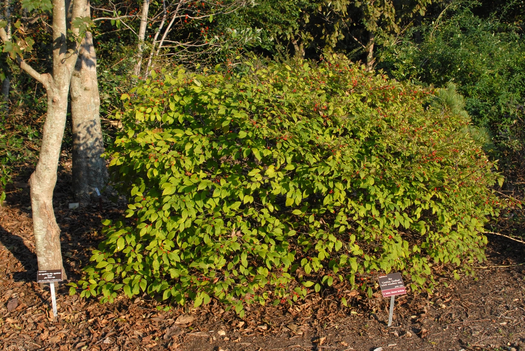 Fruit Form
