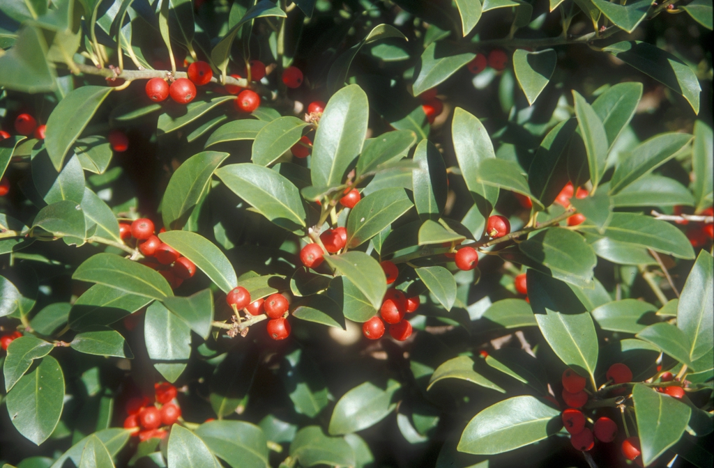 Ilex x Cherry Bomb