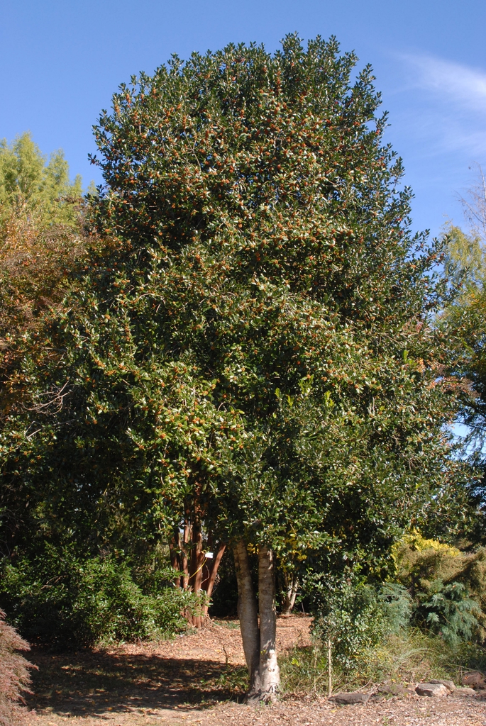 Ilex x Nellie R Stevens