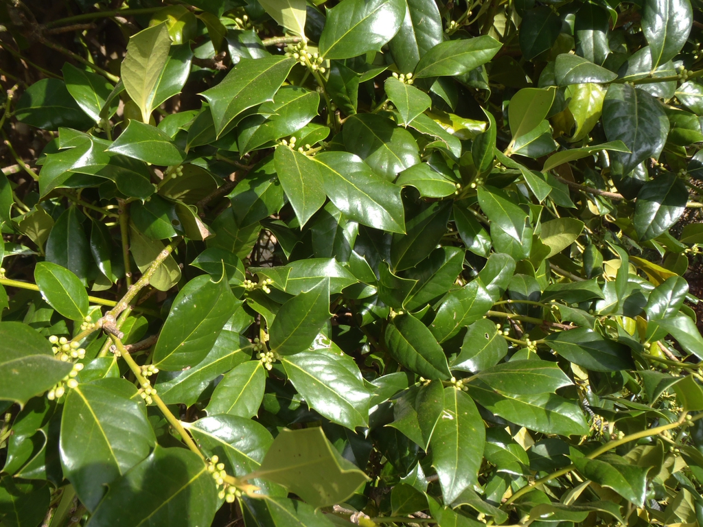 Ilex x Nellie R Stevens
