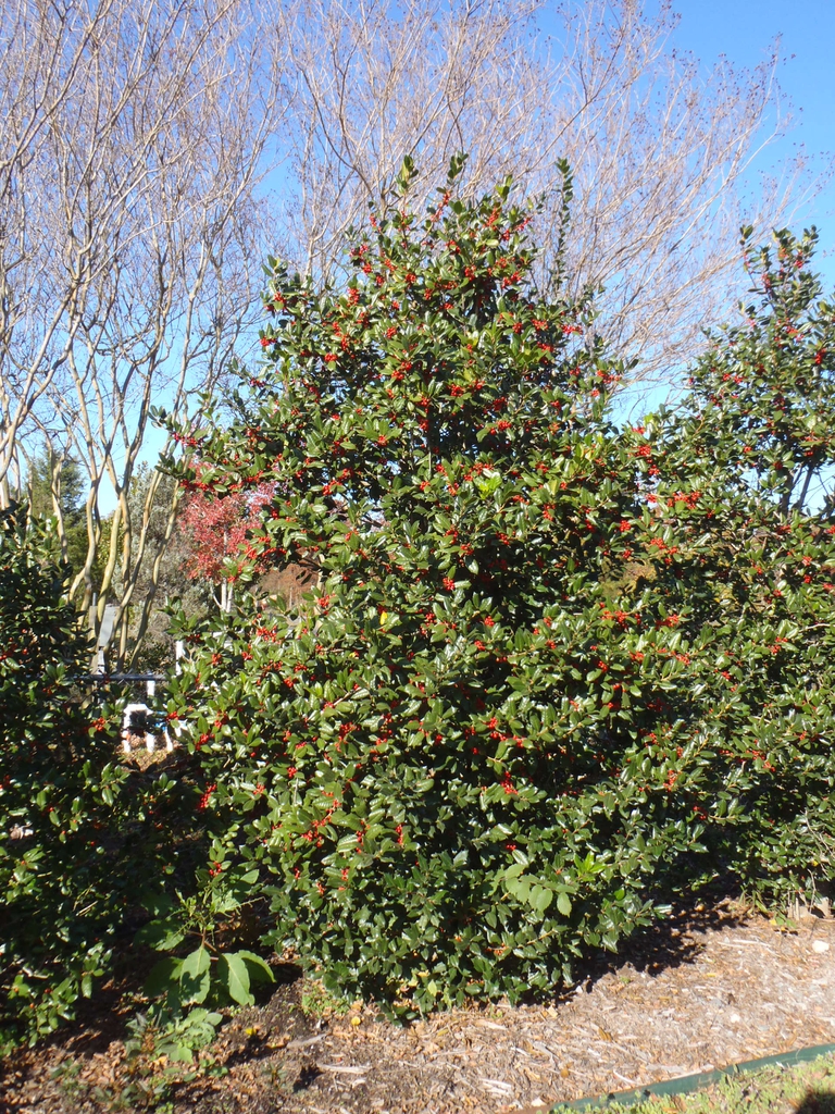 Ilex x Nellie R Stevens