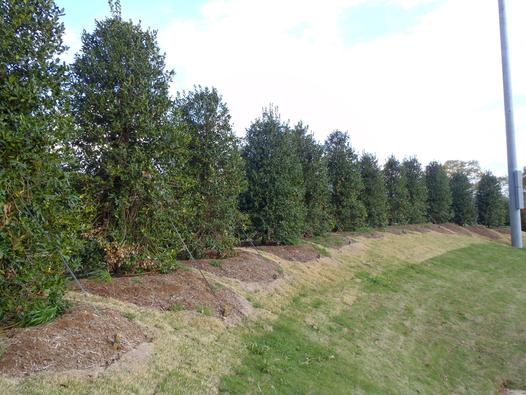 Ilex x Nellie R Stevens