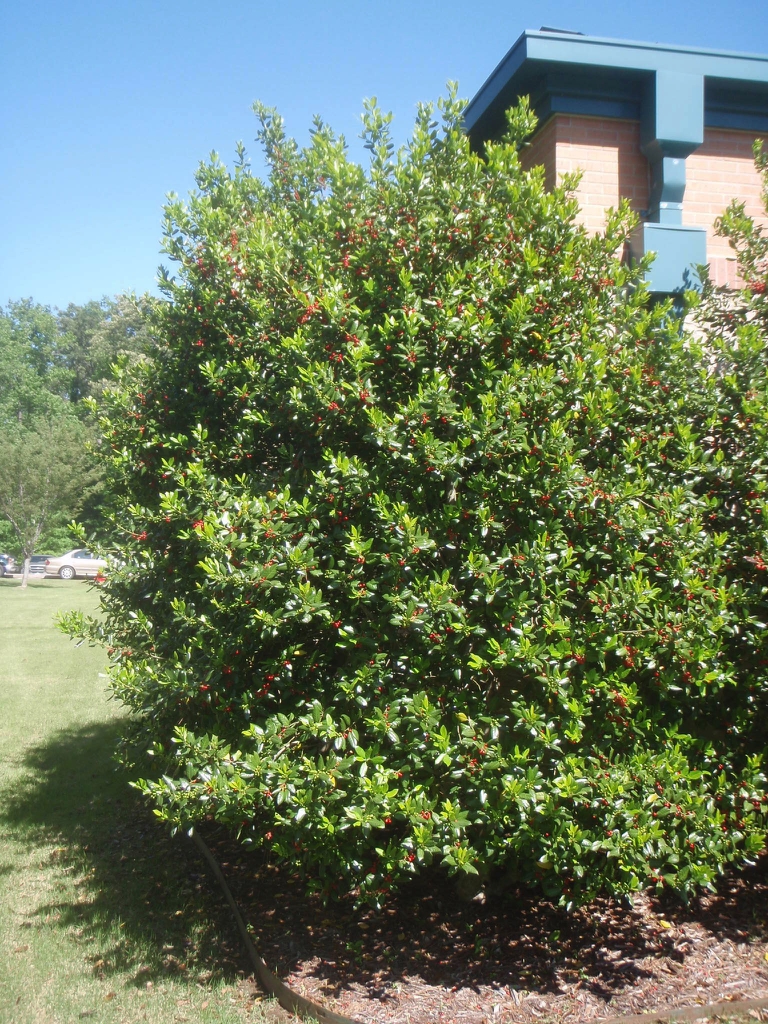 Fruiting Ilex x 'Nellie R. Stevens' bush