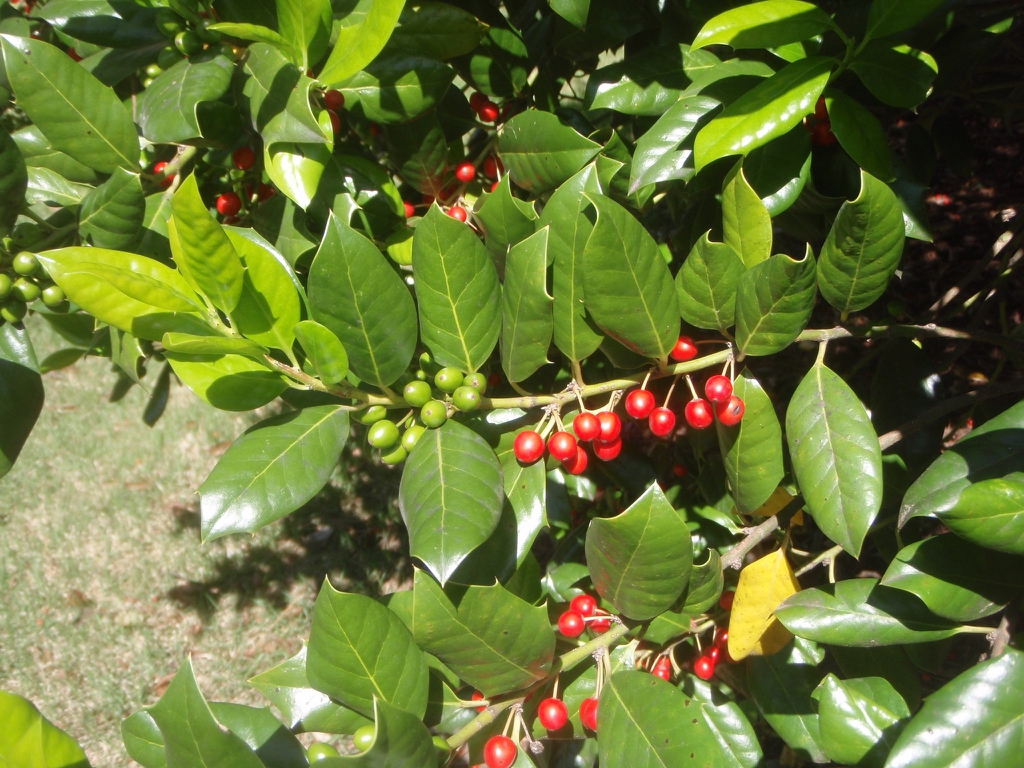 Ripe and unripe round berries clustered on a twig