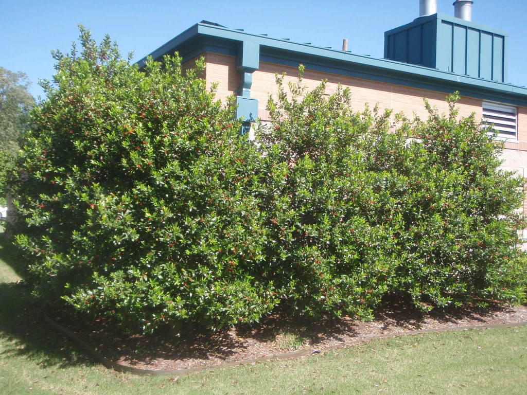 Three Ilex x 'Nellie R. Stevens' bushes used as a hedge