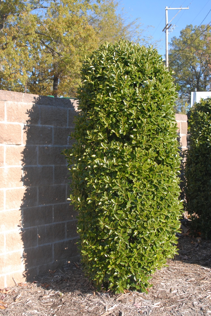 Sheared Form