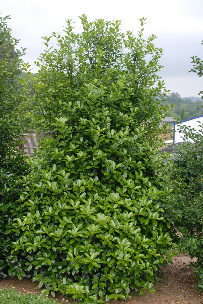 Ilex x 'Scepter'