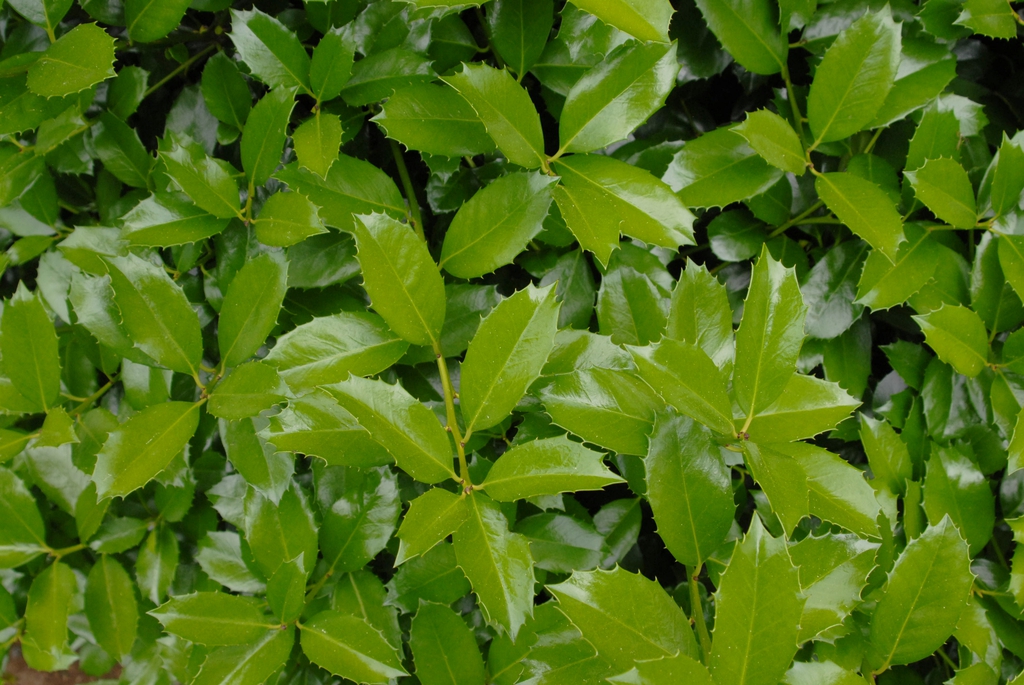 Ilex x 'Scepter'