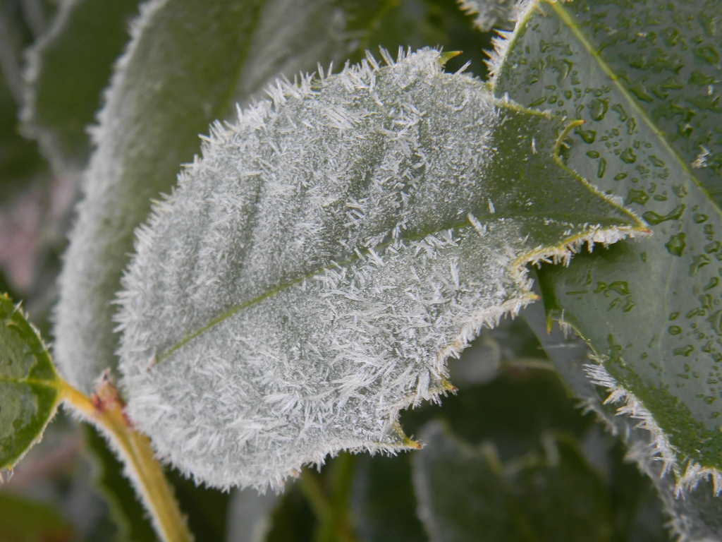 Ilex x 'Emily Bruner'