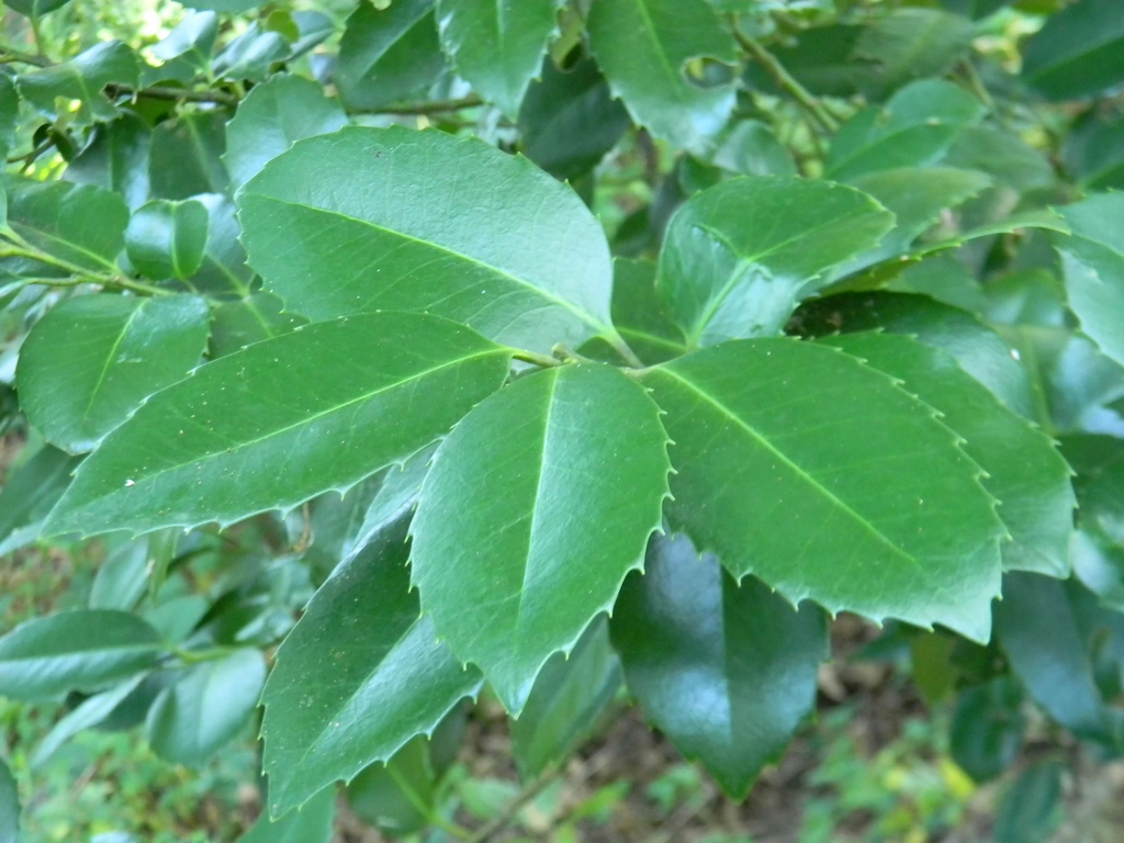 Ilex x 'Emily Bruner'