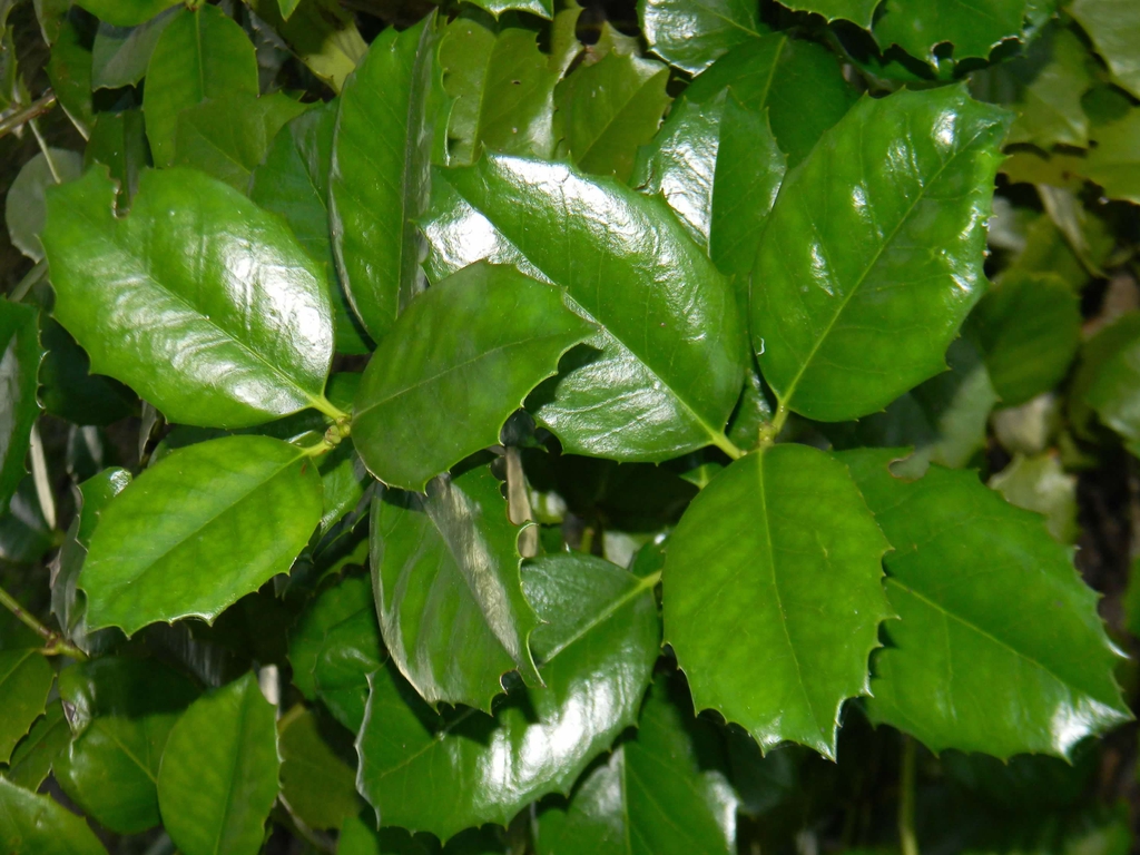 Ilex x 'Emily Bruner'