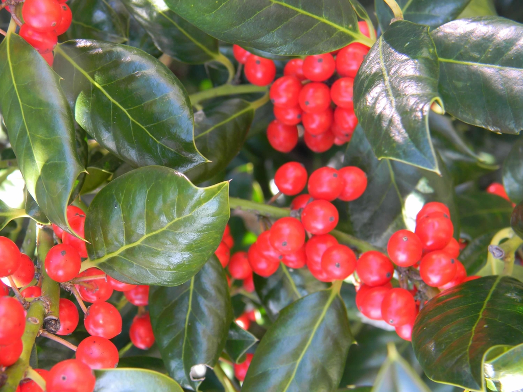 Ilex x 'Nellie R. Stevens'