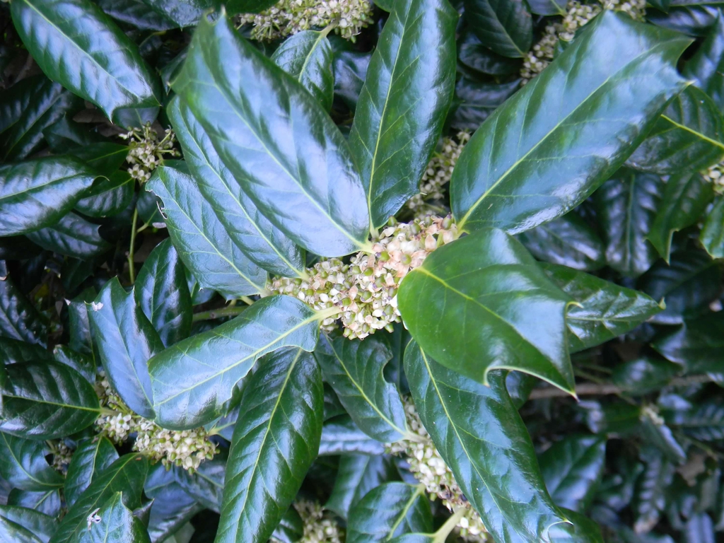 Ilex x 'Nellie R. Stevens'