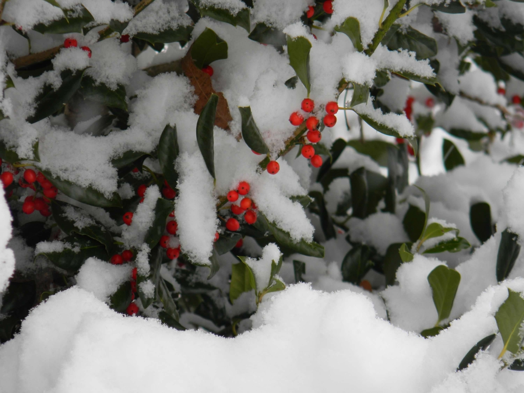 Ilex x 'Nellie R. Stevens'