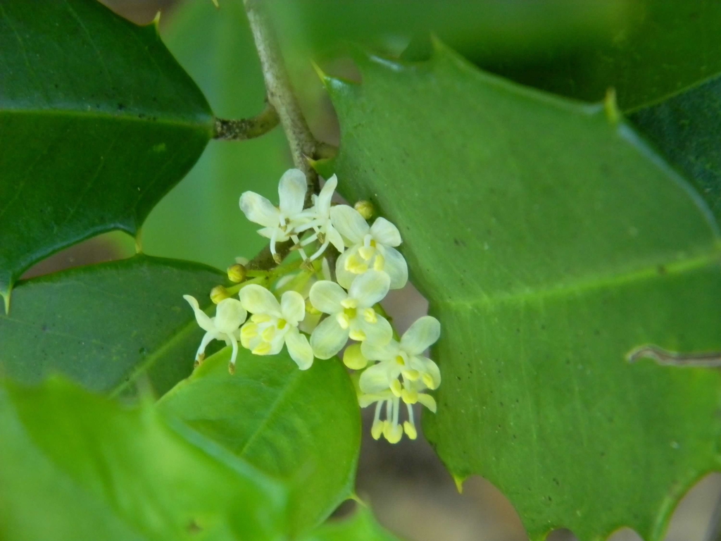 Ilex x 'Nellie R. Stevens'