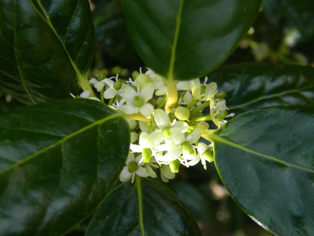 Ilex x 'Nellie R. Stevens'