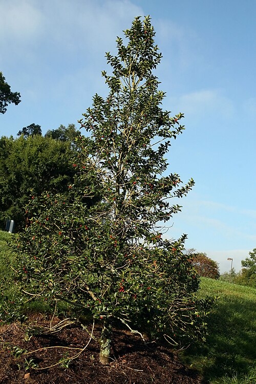 Form in September in Asheville, North Carolina