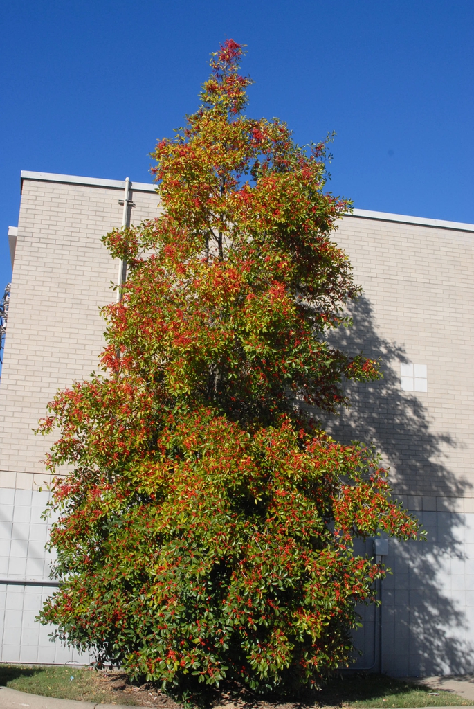 Ilex x attenuata 'Savannah'