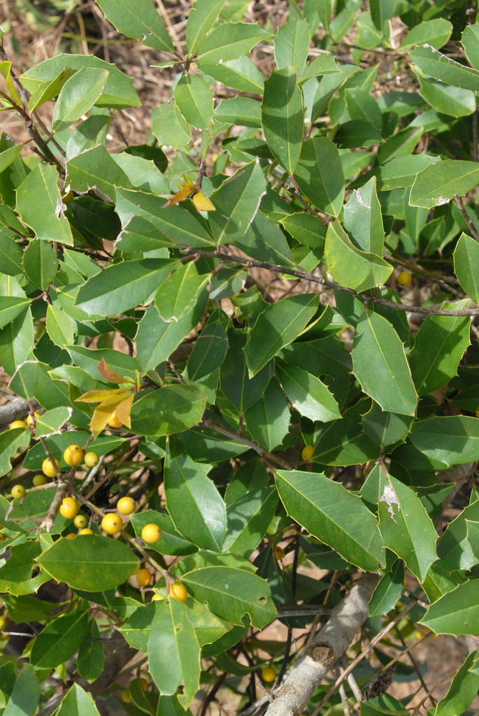Ilex x attenuata 'Savannah'