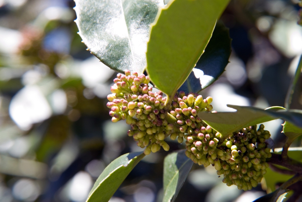 Flower buds in April