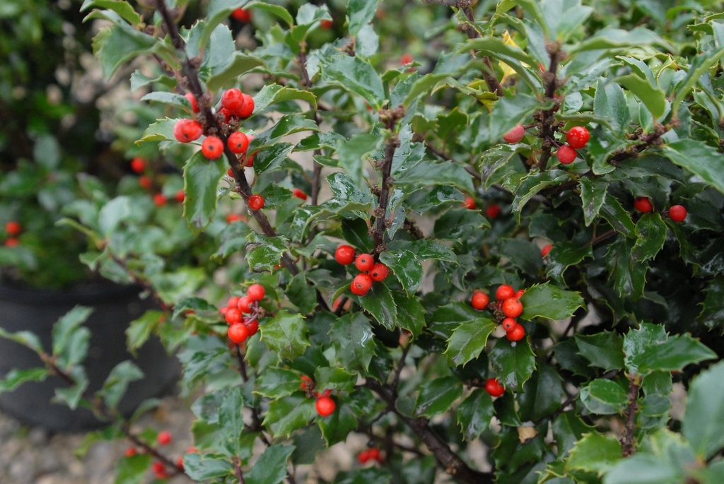Ilex x meserveae 'Blue Princess' Fruit and Leaf