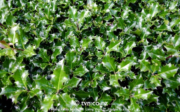 Ilex x meserveae