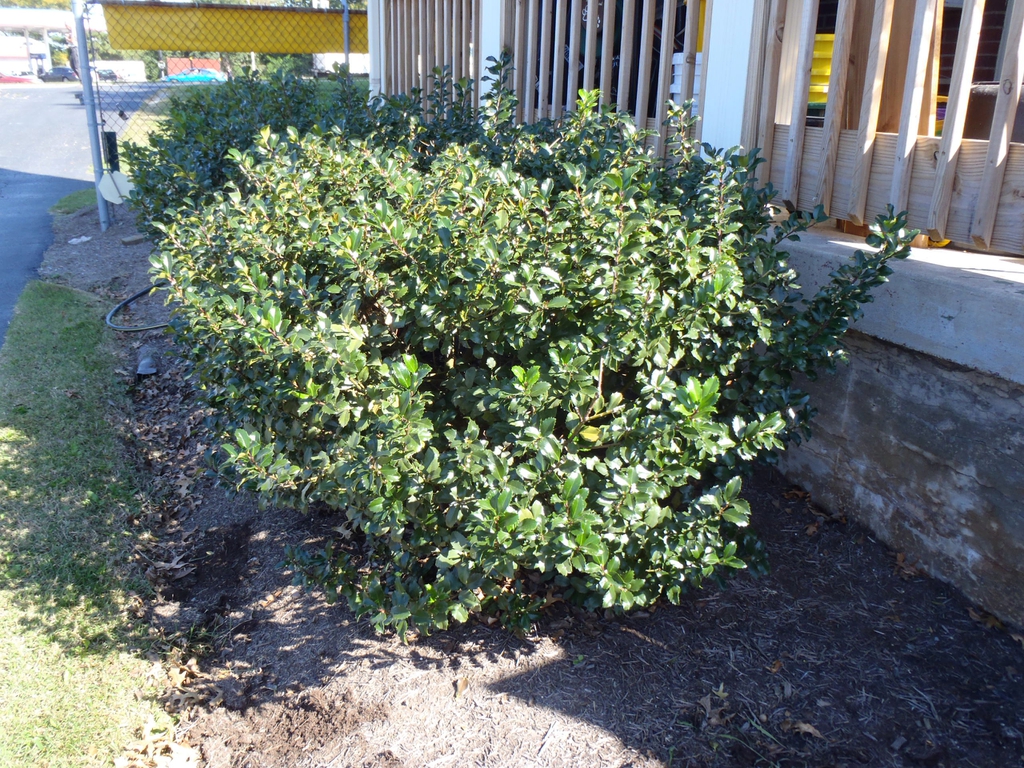 Ilex x meserveae Form