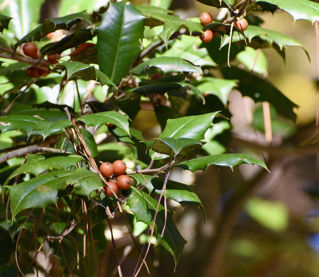 Leaves & Berries - November - Warren Co., NC