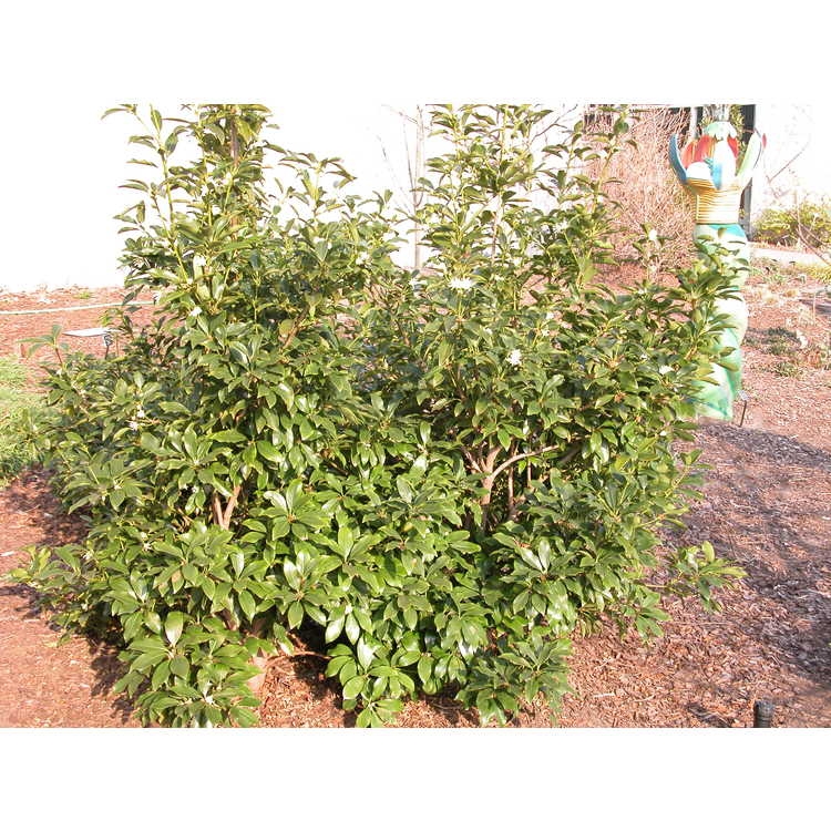 Form