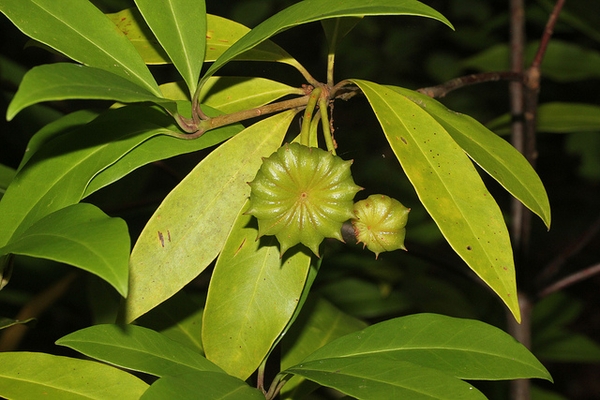 Illicum floridanum
