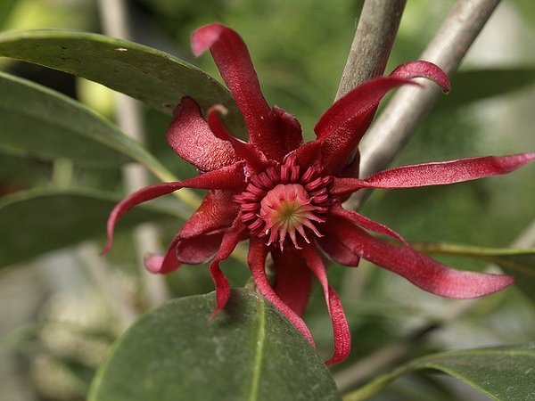 Illicum floridanum