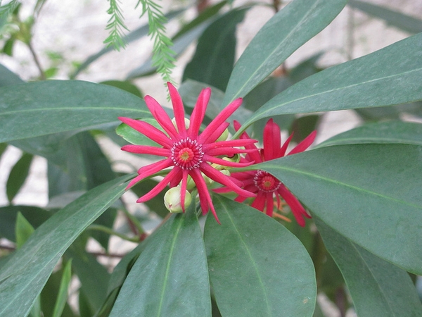Illicum floridanum