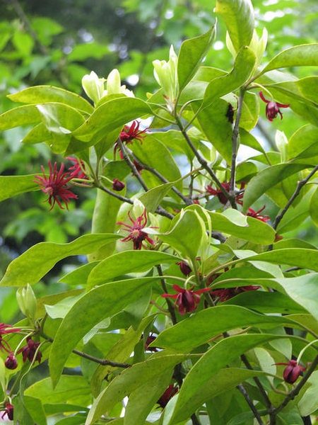 Illicum floridanum