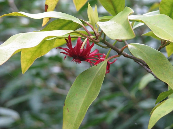 Illicum floridanum
