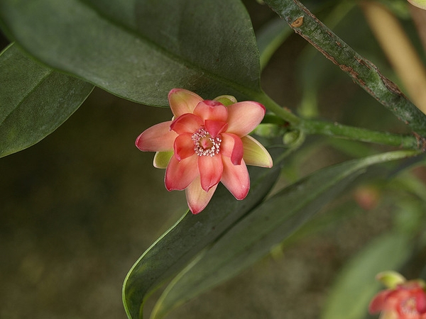 Close up of flower