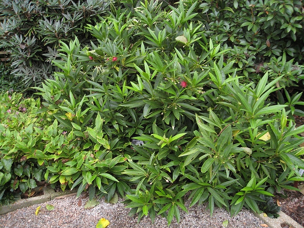 Illicium mexicanum 'Aztec Fire'