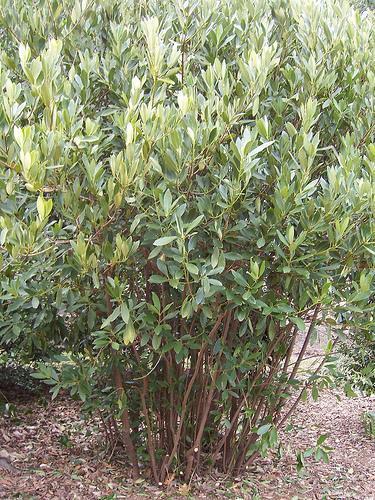 Dense shrub.