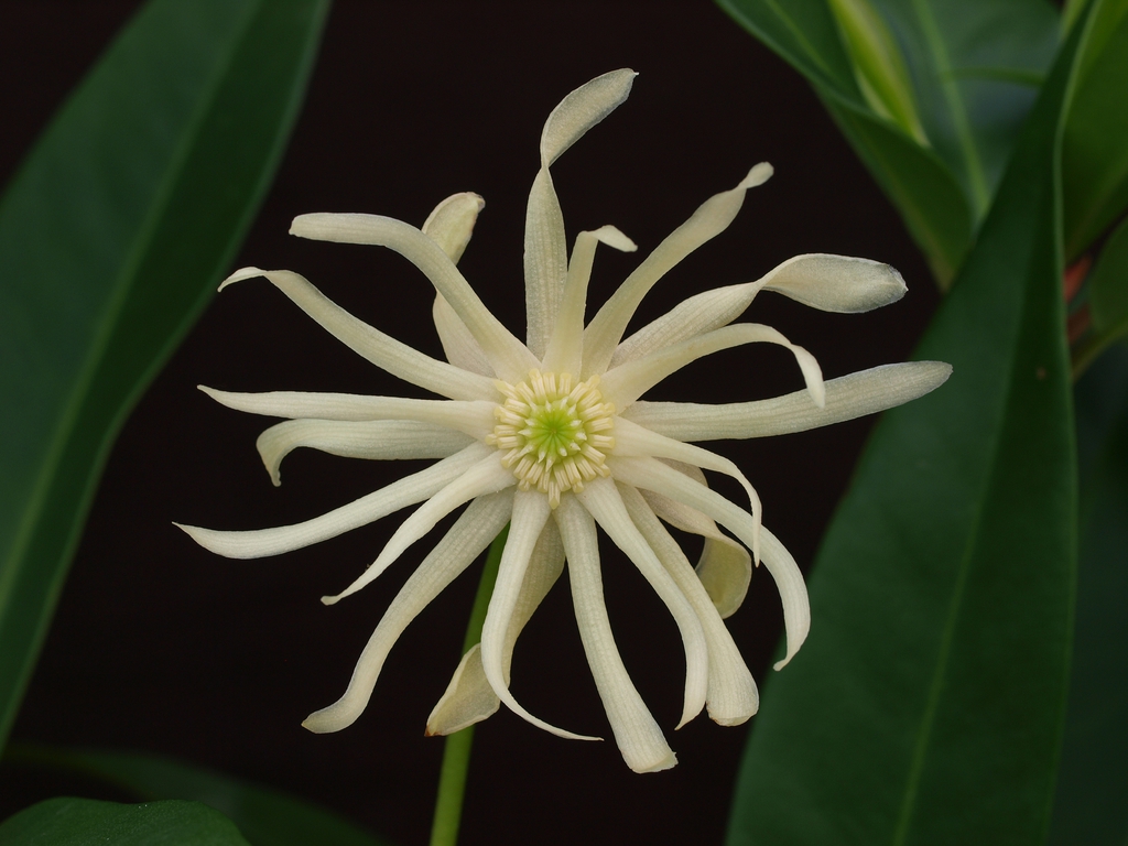 Illicium 'Orion'