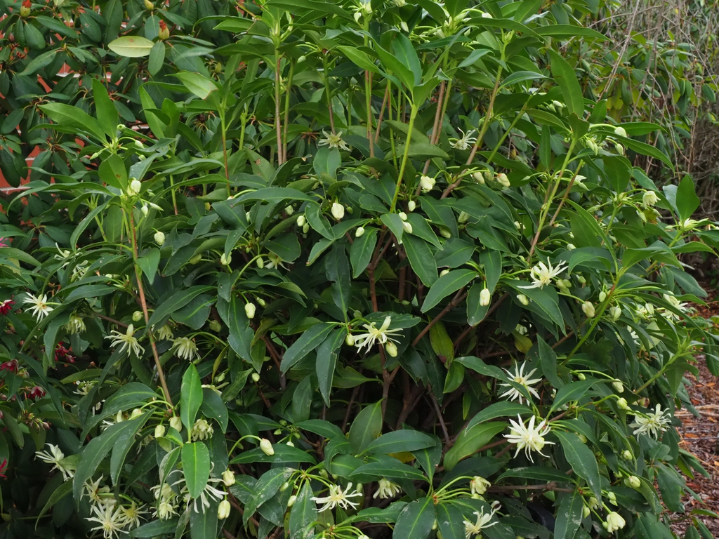Illicium 'Orion'