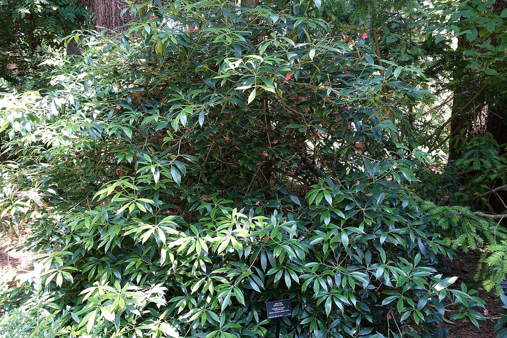 Form